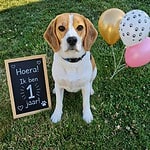 Gelukkige beagle met ballonnen en verjaardagsbord op grasveld.