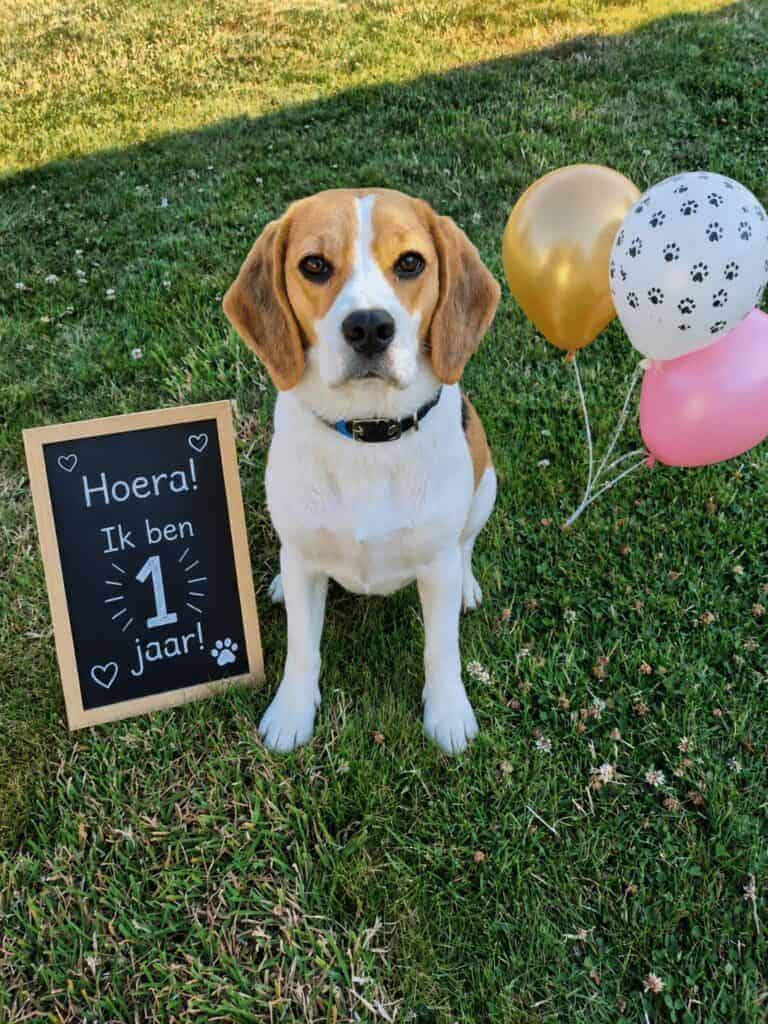 Gelukkige beagle met ballonnen en verjaardagsbord op grasveld.