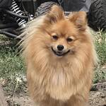 Spitz nain - peppa (hyon, be) 2 Adorable spitz nain peppa dog at woefkesranch in hyon, be.