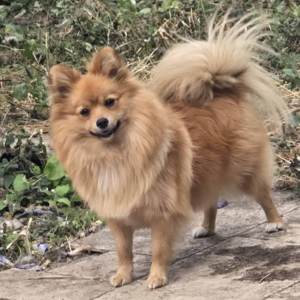Adorable spitz nain peppa standing outdoors in a natural setting.