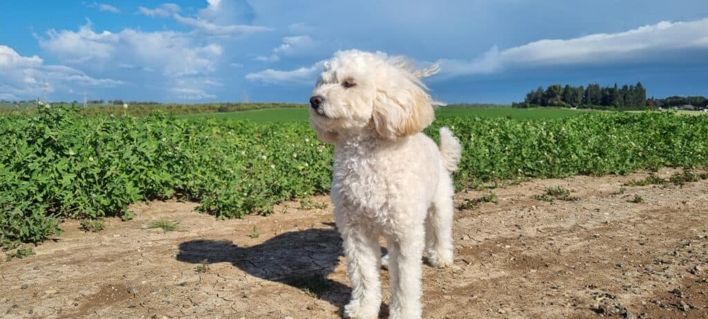 Adorable white dog standing in green field at woefkesranch.