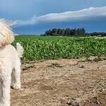 Adorable white dog standing in green field at woefkesranch.