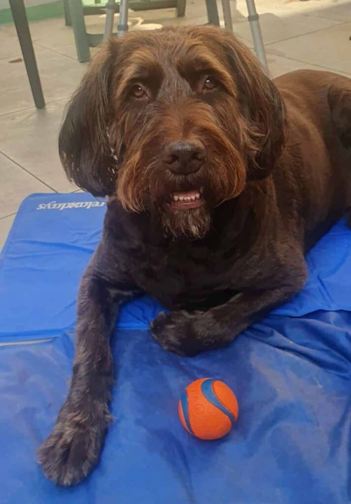 Labradoodle sammy lying on a blue mat with an orange ball in deurne, belgium.