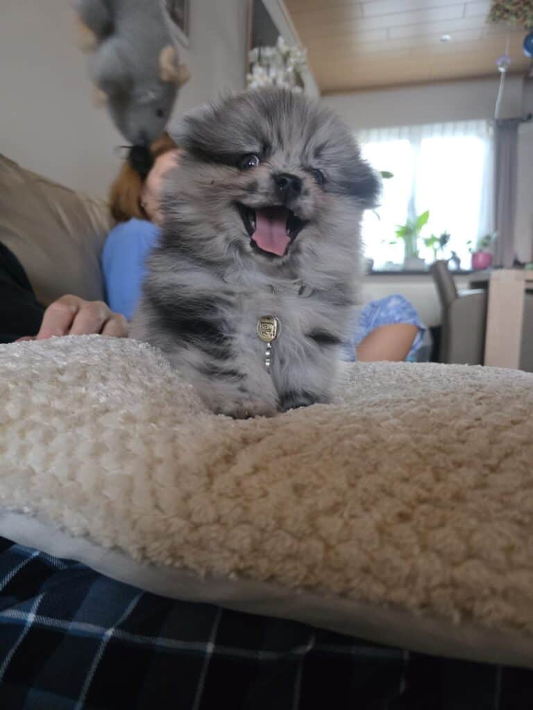 Kleine puppy met grijze vacht en speelse uitdrukking.