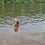 Labradoodle swimming in a lake with a yellow ball in its mouth.