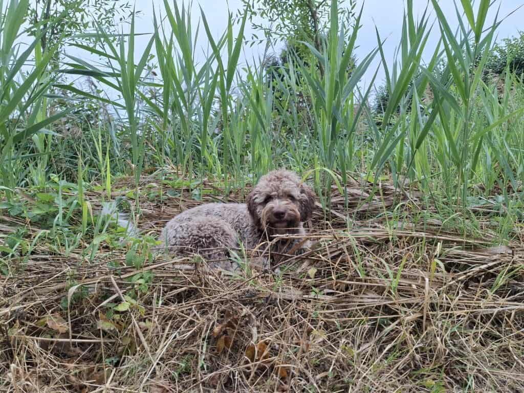 Cute labradoodle puppy lying in tall grass outdoors.