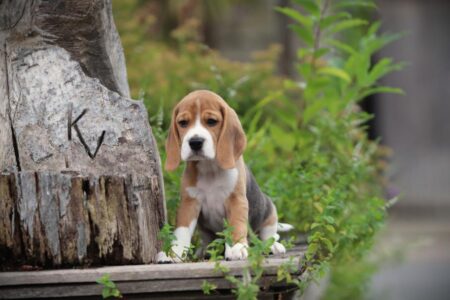 Beagle puppy te koop