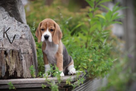 Beagle puppy te koop