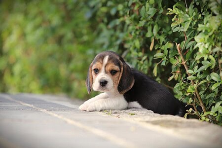 Beagle puppy te koop
