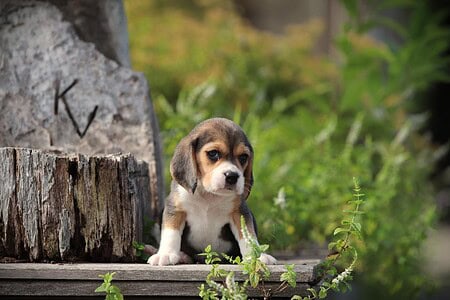 Beagle puppy te koop