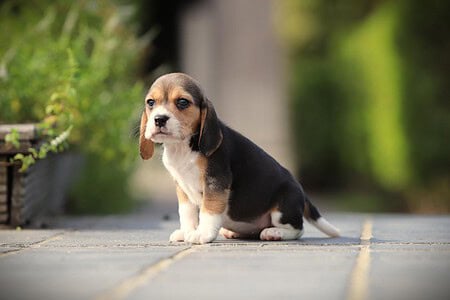 Beagle puppy te koop