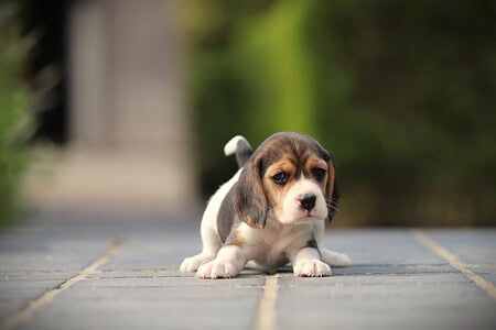 Beagle puppy te koop