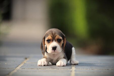 Beagle puppy te koop