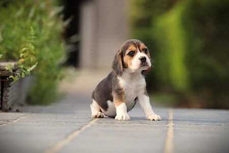 Beagle puppy te koop