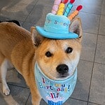 Lieve hond met verjaardagshoed en bandana voor een feestelijke gelegenheid.
