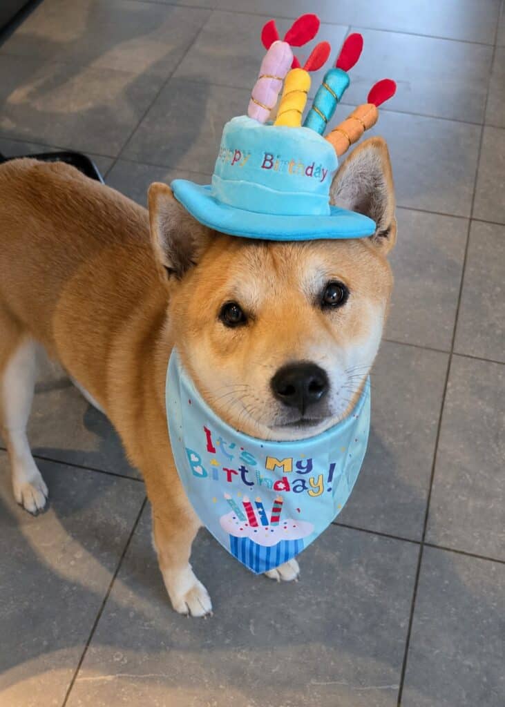 Lieve hond met verjaardagshoed en bandana voor een feestelijke gelegenheid.