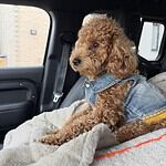 Dwergpoedel - odette 1 Adorable toy poodle odette in denim jacket sitting in car seat.