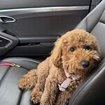 Dwergpoedel - odette 2 Adorable brown poodle puppy sitting on car seat with pink collar.