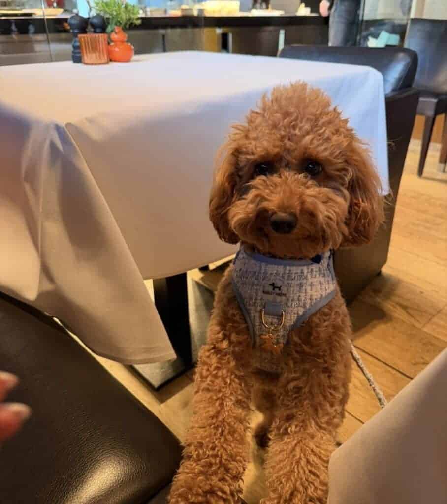 Schattige dwergpoedel odette zit aan tafel in restaurant bij woefkesranch.