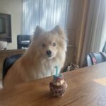 Pomsky - bulan (ulestraten, nl) 4