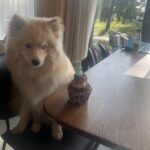 Pomsky - bulan (ulestraten, nl) 3