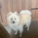 Pomsky - bulan (ulestraten, nl) 2