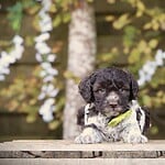 Adorable black and white puppy with blue eyes on wooden surface at woefkesranch.