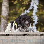 Adorable puppy lying on a wooden surface at woefkesranch.