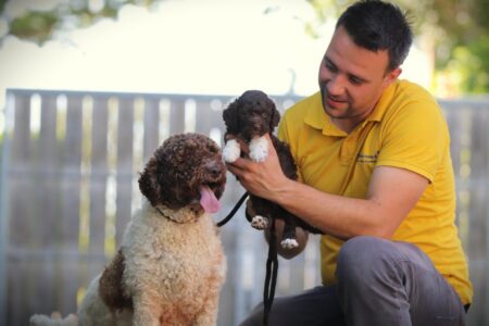 Lagotto Romagnolo puppy te koop