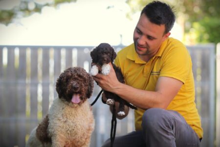 Lagotto Romagnolo puppy te koop
