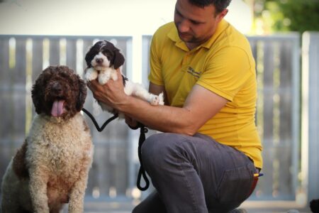 Lagotto Romagnolo puppy te koop