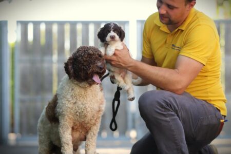 Lagotto Romagnolo puppy te koop