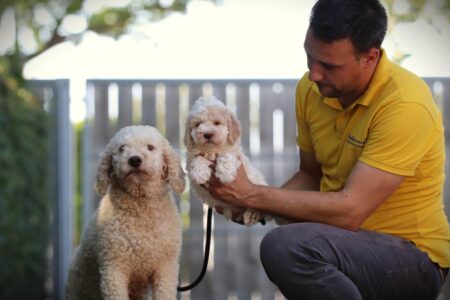 Lagotto Romagnolo puppy te koop
