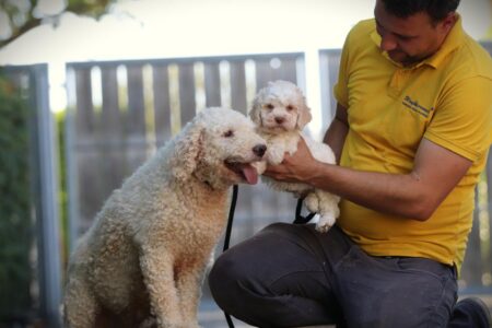 Lagotto Romagnolo puppy te koop