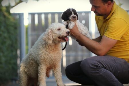 Lagotto Romagnolo puppy te koop