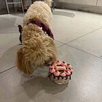 Cute curly-haired dog with a pink harness sniffing a cupcake on the floor.
