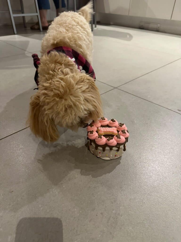 Cute curly-haired dog with a pink harness sniffing a cupcake on the floor.