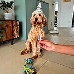 Cute cockapoo dog celebrating birthday with party hat and candle.