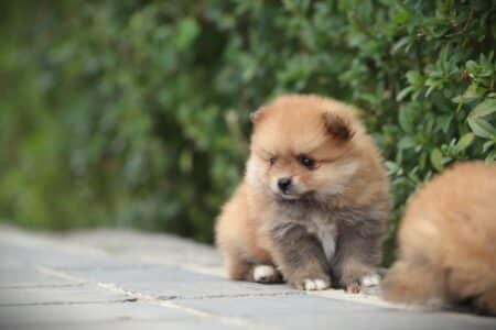 Pomeranian puppy te koop