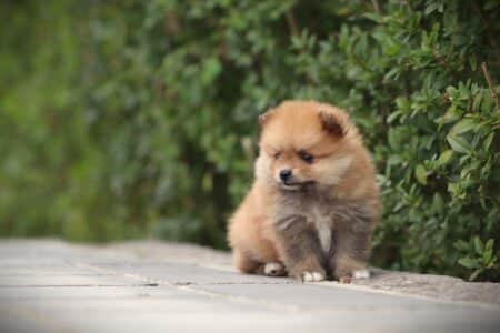 Pomeranian puppy te koop