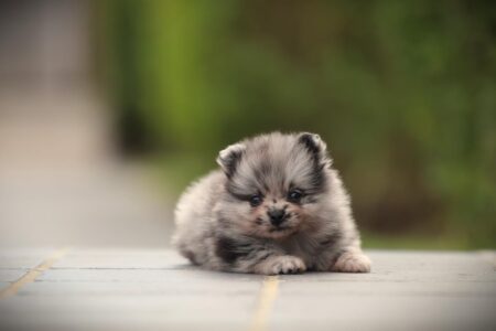 Zwergspitz puppy te koop