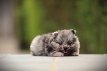Zwergspitz puppy te koop