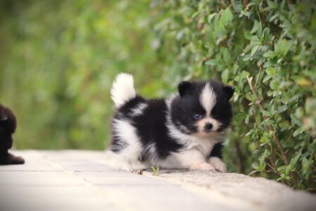 Zwergspitz puppy te koop