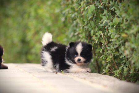 Zwergspitz puppy te koop