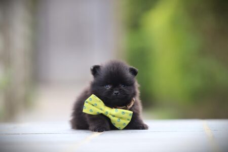 Zwergspitz puppy te koop
