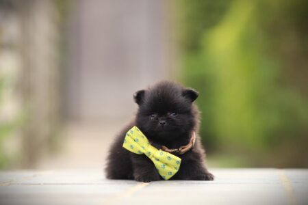 Zwergspitz puppy te koop
