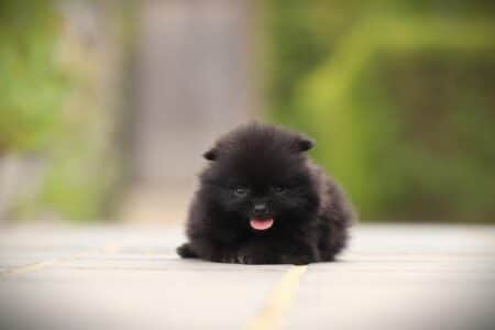 Zwergspitz puppy te koop