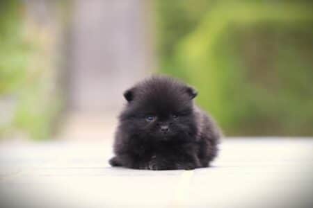Zwergspitz puppy te koop