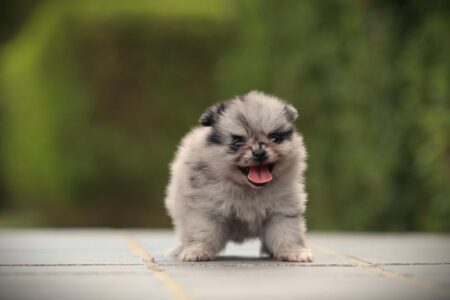 Zwergspitz puppy te koop