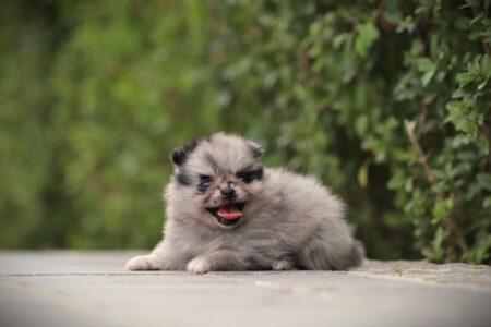 Zwergspitz puppy te koop